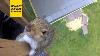 Crazy Animal Moments Caught On Security Cameras